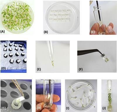 The world’s largest potato cryobank at the International Potato Center (CIP) – Status quo, protocol improvement through large-scale experiments and long-term viability monitoring